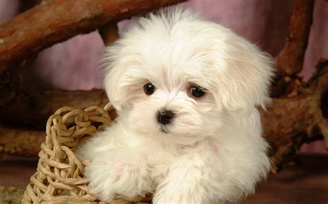 48 Puppies Wallpaper Wallpapersafari