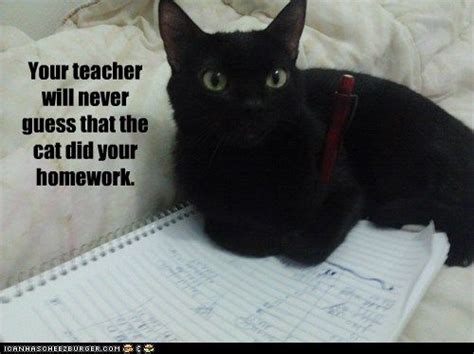 Cat Did My Homework Funny Cat Pictures Crazy Cats Cats