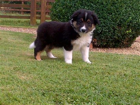 Border collies at a glance. Tri Colour Border Collie (pedigree) | Corby, Northamptonshire | Pets4Homes