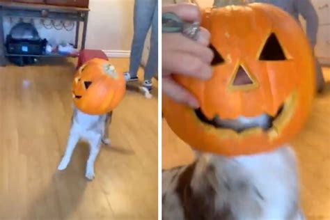 Curious Pup Gets His Head Stuck Inside A Pumpkin Rare