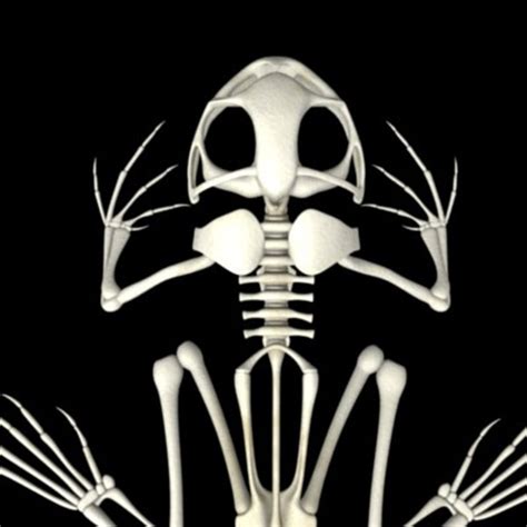 Frog Skeleton 3d Model