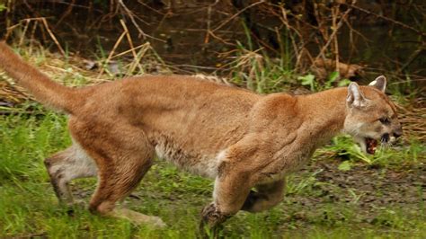 Warning Issued After Multiple Cougar Sightings In Leduc Ctv News