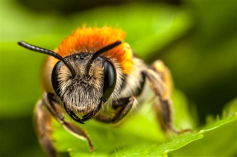 Fonds Decran Abeilles En Gros Plan Insectes Macro Animaux Télécharger