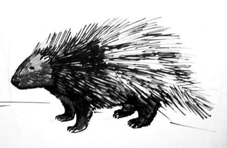 Check spelling or type a new query. How to draw a Porcupine