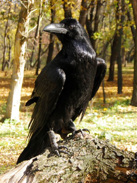 Autumn Raven By Whitecrow Soul On Deviantart