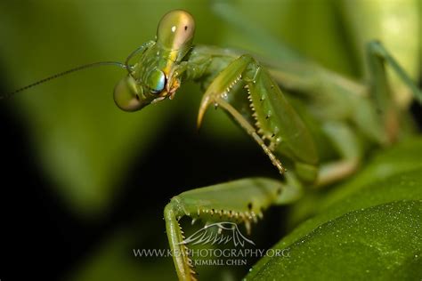 Praying Mantis | Kea Photography