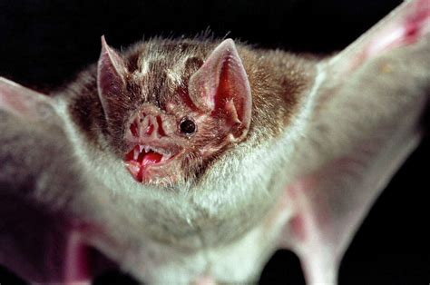 Blood Sucking Vampire Bats Have Texas Officials Concerned