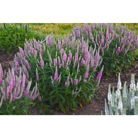 When you grow proven winners, you'll surely fall in love. Proven Winners 4.5 in. qt. Magic Show Pink Potion Spike ...