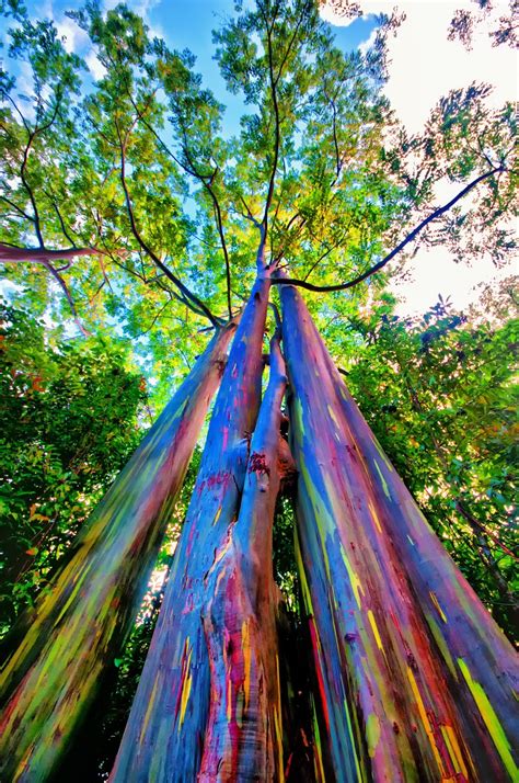 Shutterbugs Capturing The World Around Us Rainbow Eucalyptus Tree
