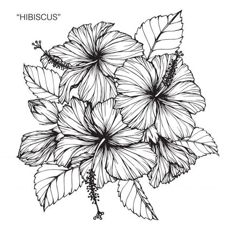Premium Vector Hibiscus Flower Drawing Illustration Hibiscus