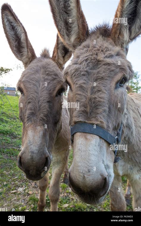 Donkeys Head Hi Res Stock Photography And Images Alamy