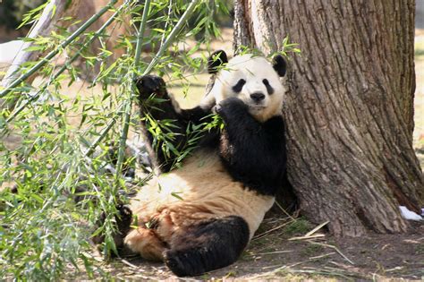 This Is A Photo Of One Of The Two Giant Pandas At The Nat Flickr