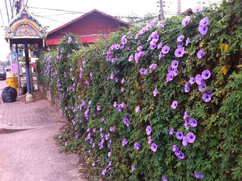 Maybe you would like to learn more about one of these? Purple vine flower. Morning glory? | Purple wall flowers ...