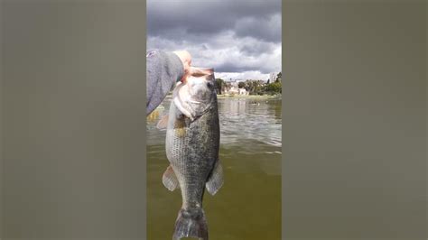 8 Pound Bass Release Youtube