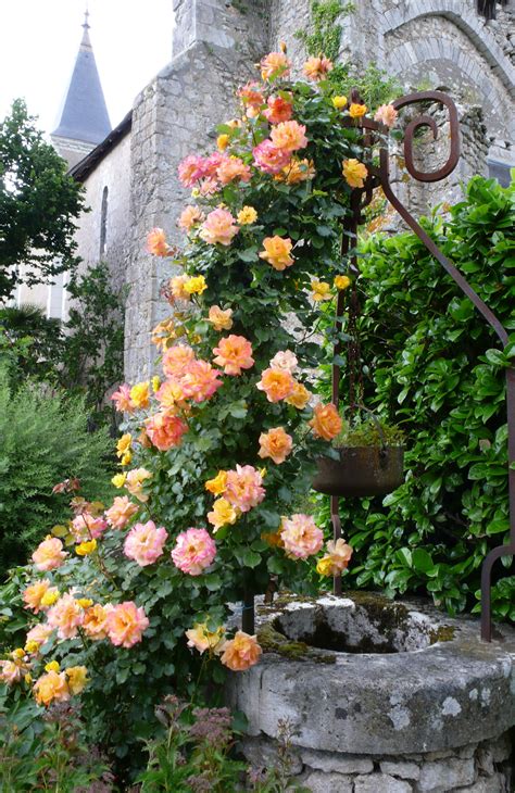 A Rose Garden In A Priory Aussie In France