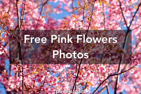 Free Stock Photos Of Pink Flowers · Pexels