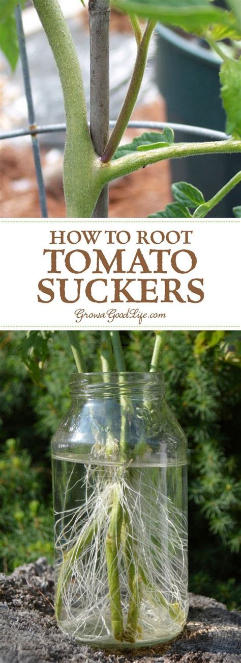 How to grow tomatoes from seed. How to Root Tomato Suckers and Grow New Plants | Tomato ...