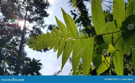 Beautiful Scenic Background in Forest Stock Image - Image of hill, blue