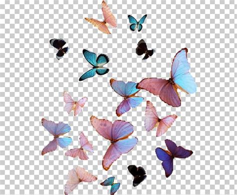 A large migratory orange and black butterfly that occurs mainly in north america. Butterfly Cuteness Victon Aesthetics Color PNG - aegyo, art, blue, butterflies and … in 2020 ...
