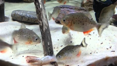 Nov 23 Baby Red Belly Piranha Update Youtube