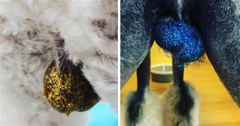 Glittering Dog Testicles A Trend We Can Do Without News On Pets