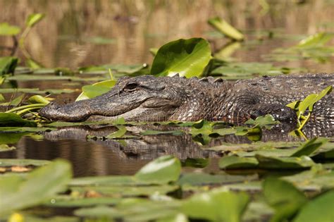 American Alligator Okefenokee Swamp Georgia Stock Photo Image Of