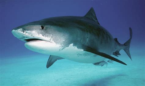 !willkommen beim james & mac diving center. Base-Star.net » News » Der Tigerhai | Animals, Shark, Whale