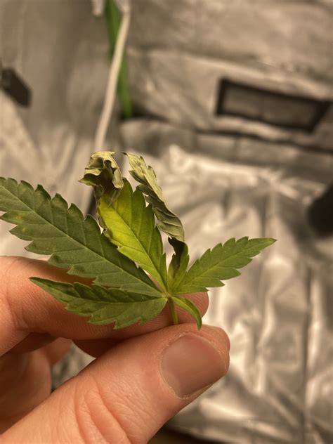 I took the domes off to give them some welcome to reddit's aerogarden community! Leaves browning and dying at colas | 420 Magazine