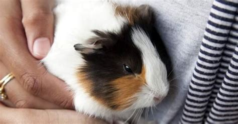The Perfect Pig Petco Wholepets Piggies Guinea That Is