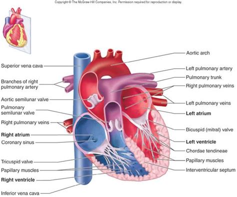 The coronary sinus is located in the posterior portion of the coronary sulcus on the diaphragmatic or posterior surface of the heart. Heart Notes - Anatomy & Physiology 210 with Barlow at ...
