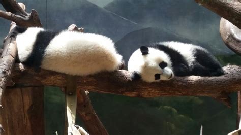 Ya Lun And Xi Lun At Zoo Atlanta So Cute 71817 Atlanta Zoo Panda