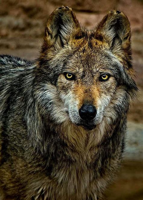 Subspecies Of Gray Wolfcanis Lupus Photo By Paulo Peres Wolf Dog