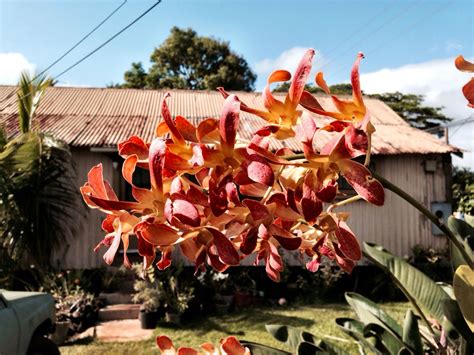 I am using corrugated polycarbonate roofing as i have a number of times before. Orchids and a Tin Roof - Koloa, Kauai | Koloa, Kauai, Tin roof