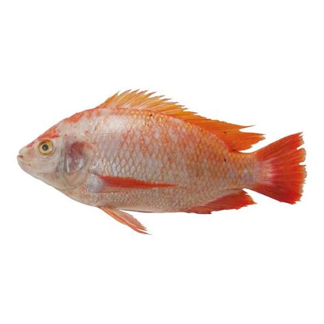 Nila dapat diganti untuk berbagai jenis ikan, terutama ikan kakap merah, ikan bass atau porgy. Ikan Nila Merah Segar (500 gr) - argosari