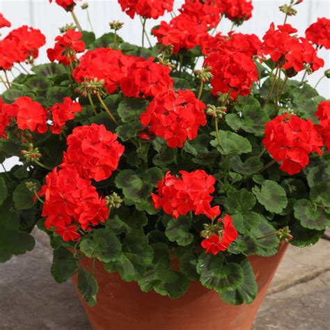Stunning Geranium Red 10 zaden niet GMO - Etsy Nederland
