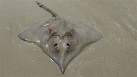 Stingray In The Sand Free Stock Photo Public Domain Pictures