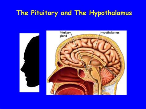 Ppt The Sella Turcica Home Of The Pituitary Gland Powerpoint