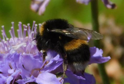 A Bumble Bee In The Garden Photograph By Natalie Hardwicke Fine Art