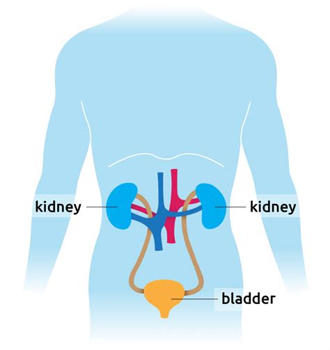 Human Body Organs Diagram Kidneys Kidney Anatomy Human Female Cancer