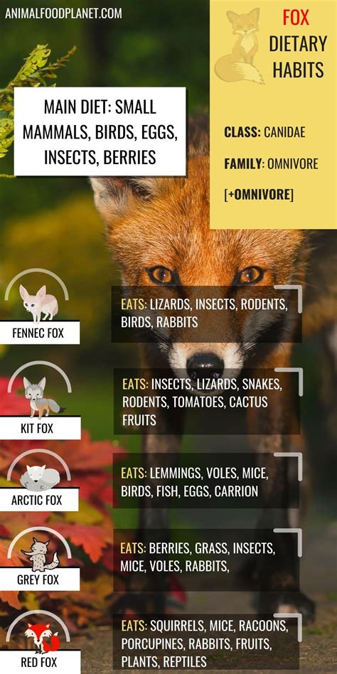 What Do Foxes Eat The Red Fox Diet Explained