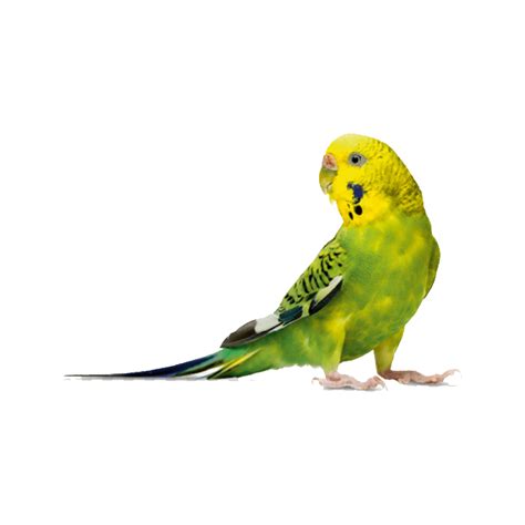 Budgerigar Png Images Transparent Hd Photo Clipart Photo Clipart