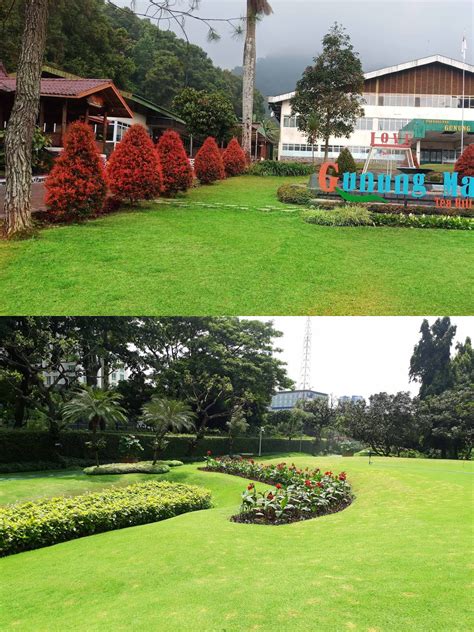 Rumput gajah mini ukuran 50x50 cm: jual rumput gajah mini murah | harga rumput gajah mini ...