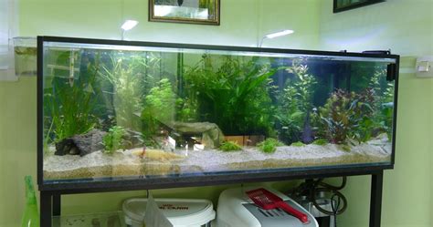 Click here to learn the minimum contents. P1590203.JPG (1600×841) | Axolotl tank, Axolotl, Axolotl cute