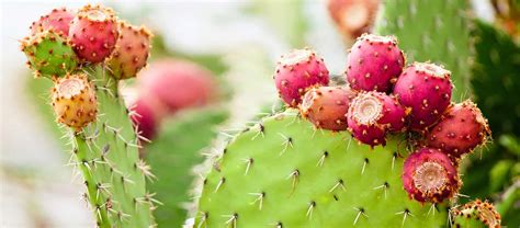 Le fruit du figuier de barbarie est communément désignée sous le fruit de cactus ou figue de barbarie. Comment planter un figuier de barbarie dans son jardin ...