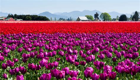 2021 skagit valley tulip festival a success, thanks to tulip fans. Syndicated | NextHome Preview Properties