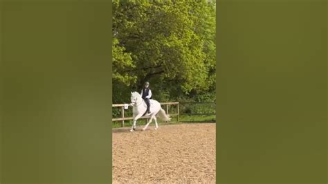 🐼harlows New Pony Panda🐼 Trending Horseenthusiast Horses
