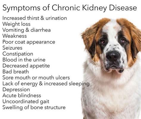Homemade dog food kidney disease must be an essential part of dog's diet. Chronic Kidney Disease in Dogs | Dog kidney disease diet ...