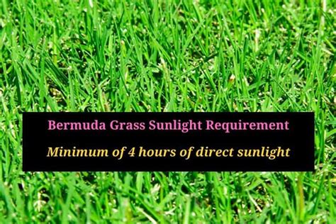 Bermuda Grass In Shade Does It Grow And Tolerate Shaded Areas Cg Lawn