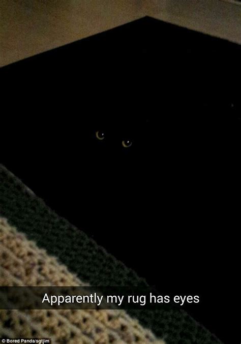 When you move a snap into my eyes only, you can feel free to let someone else browse your memories section, without worrying. Cat owners on Snapchat reveal antics their pets get up to ...