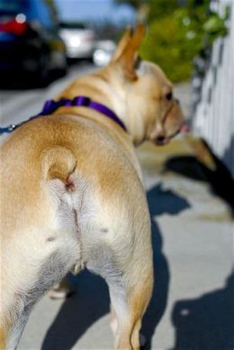 If you know the source of your guide, post it in the comments so people can know the true heros! Prostate l Testicular Cancer in Dogs | Oregon Dog Fence